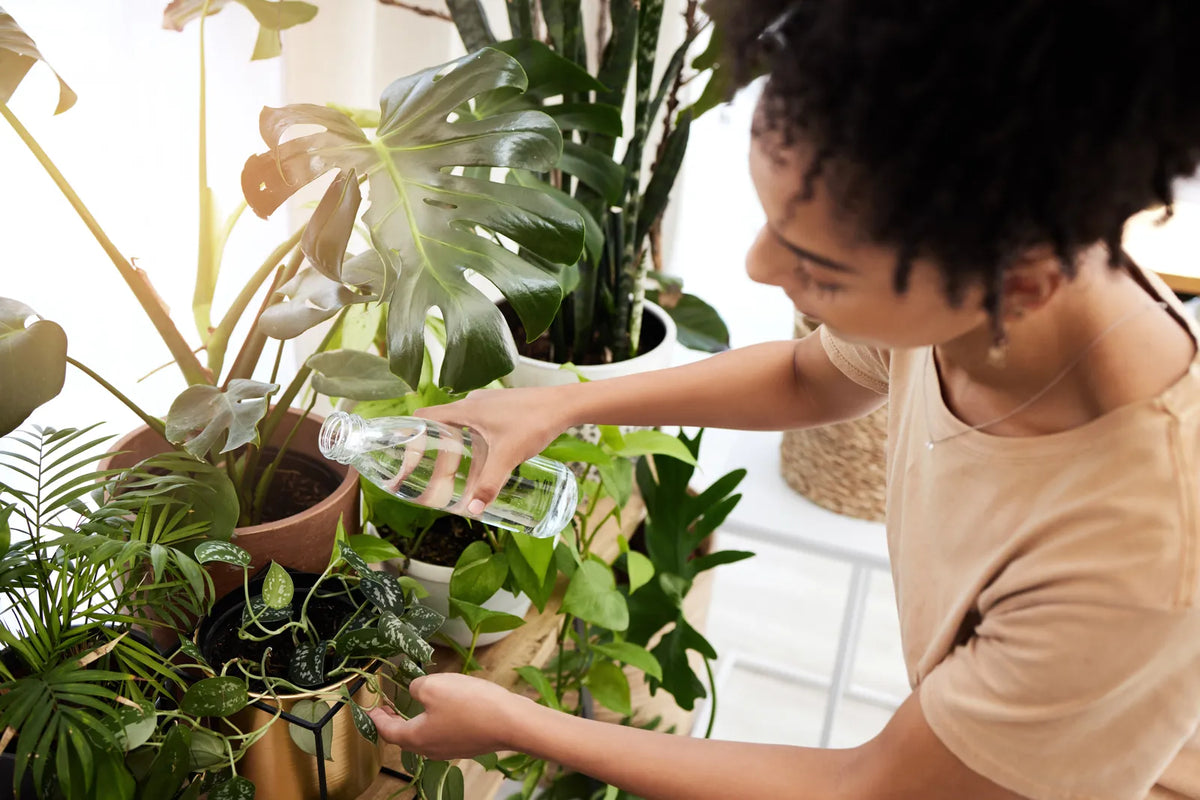 Best Water for Houseplants: How Tap, RO, and Distilled Water Affect Yo   Frizzlife