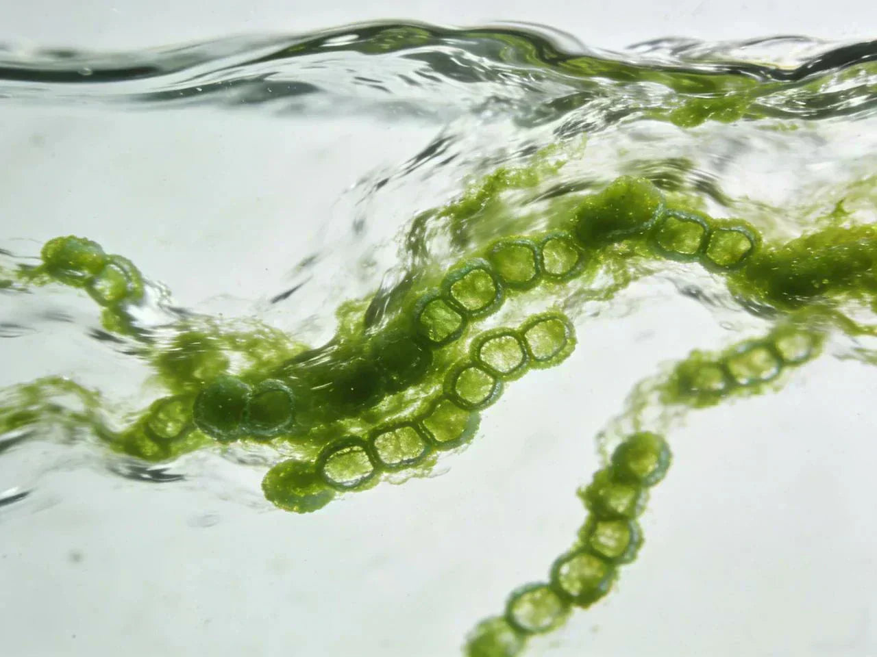 water filter for algae