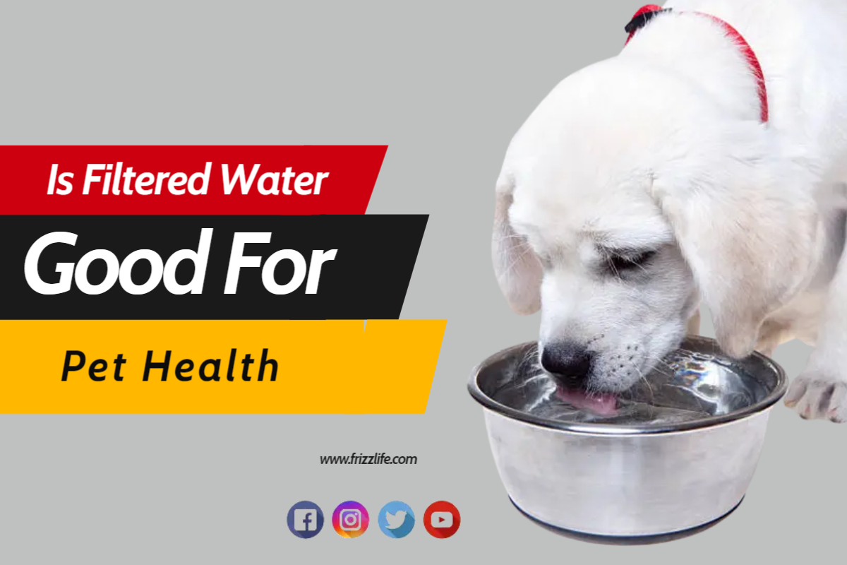 Is filtered water good for your pet's health