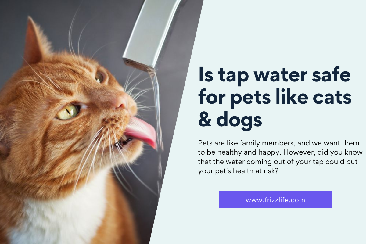 Is tap water safe for pets like cats & dogs